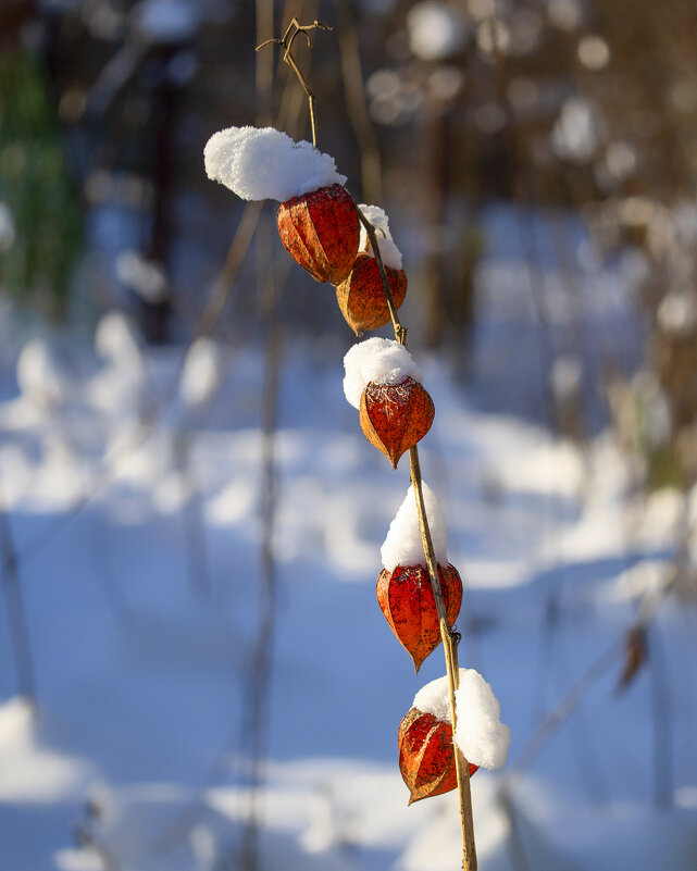 physalis - Zinovi Seniak