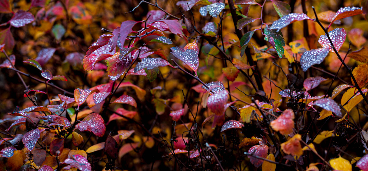 Осенняя свежесть - Олег 