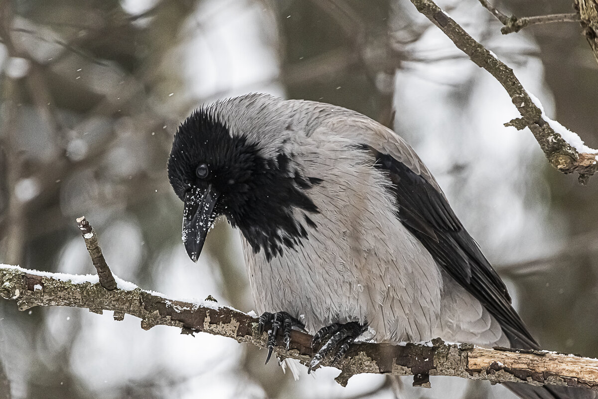Любопытство - Анна Иларионова