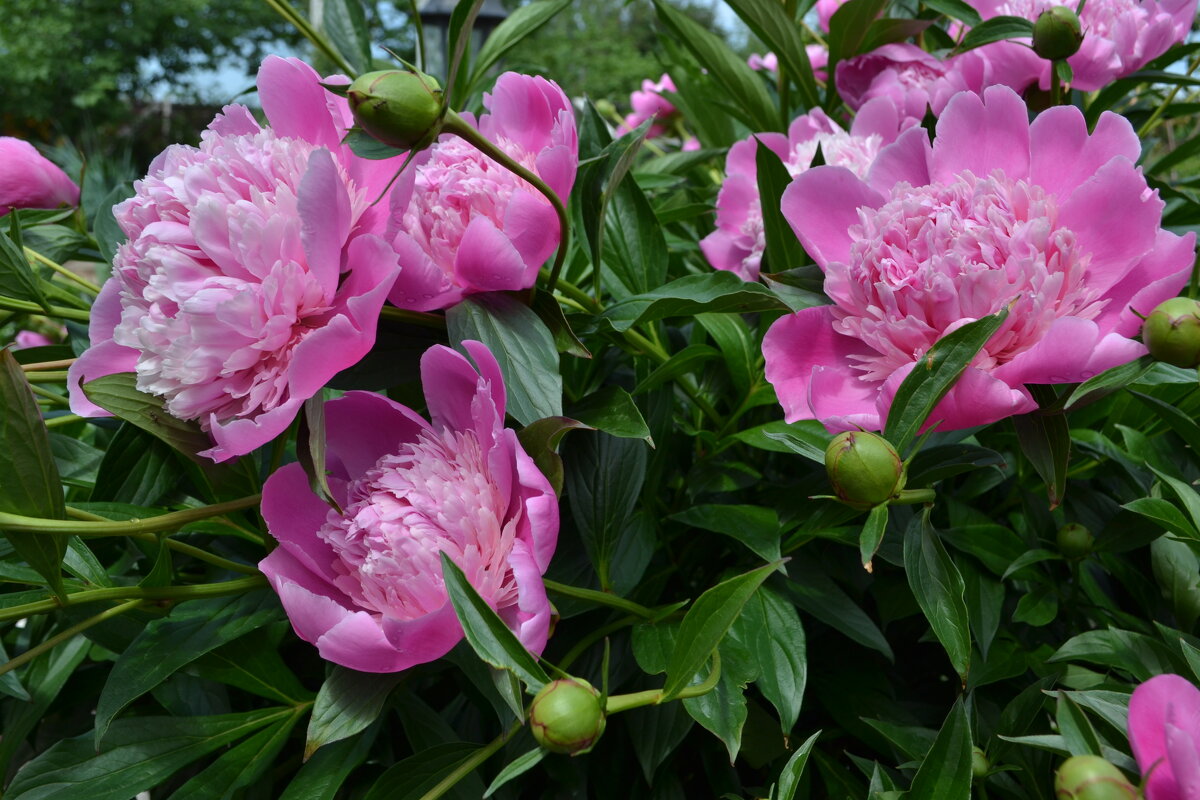 Красавицы из лета - Владимир Рыбак Красавицы из лета - Владимир Рыбак