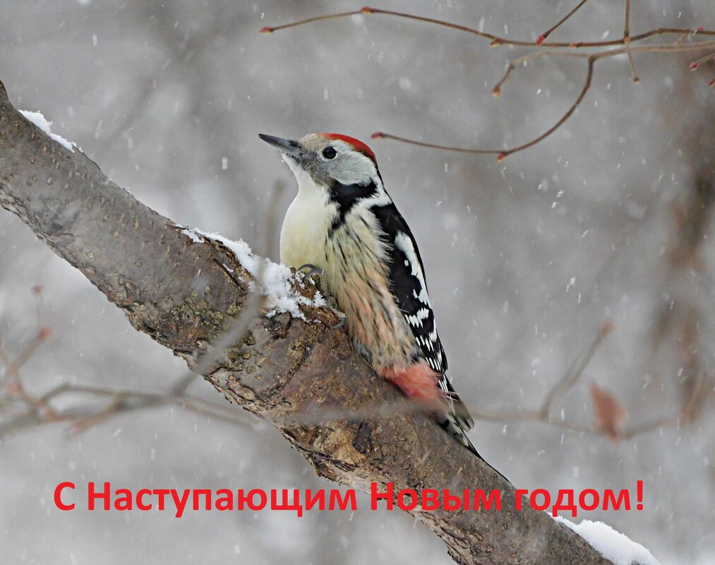 Средний пёстрый дятел - Лина 