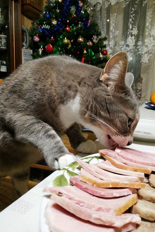 Дегустатор Бонифаций - Владимир Дегустатор Бонифаций - Владимир