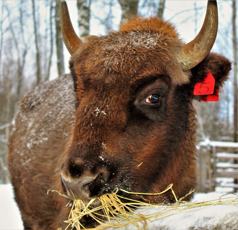 Скромница - Ольга Митрофанова Скромница - Ольга Митрофанова