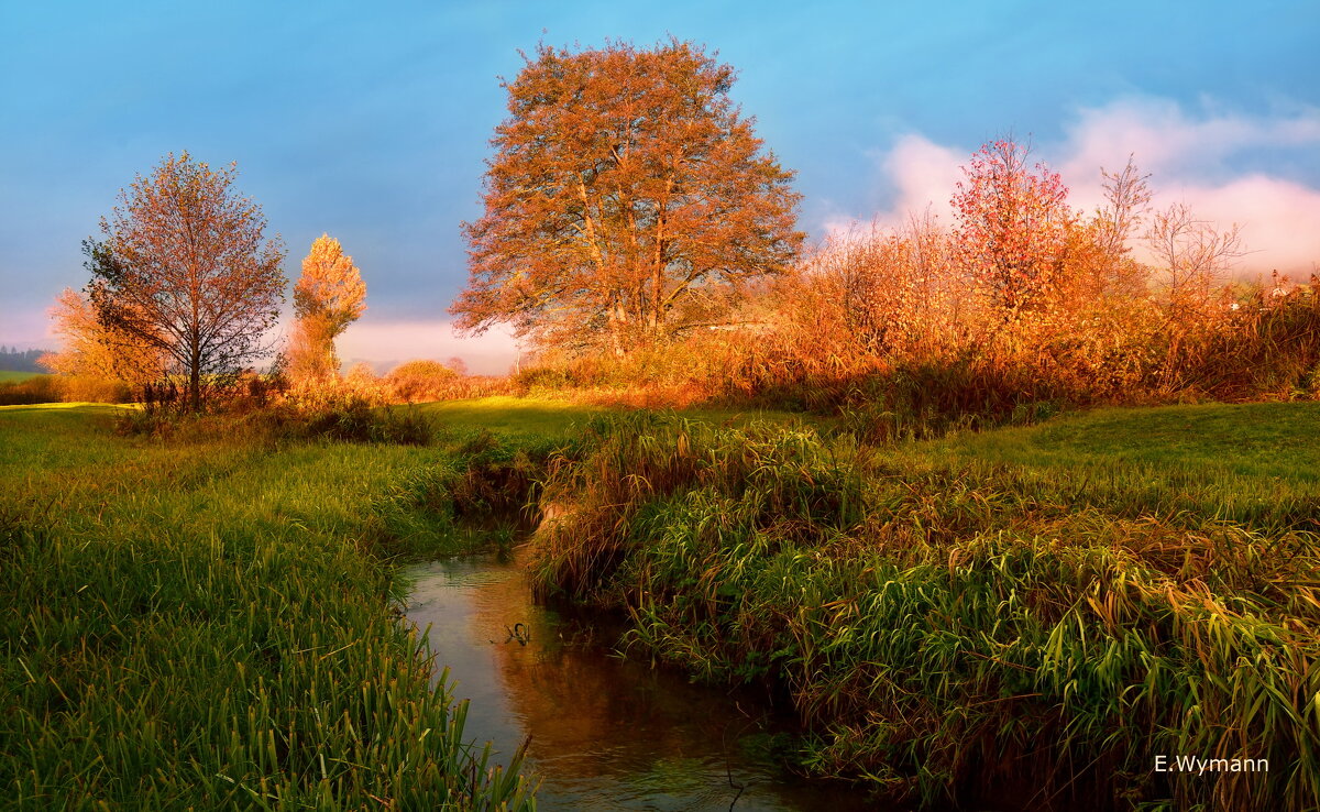 misty morning - Elena Wymann