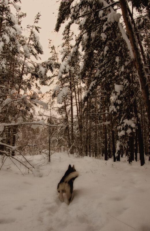 Поргулка по лесу... - leff Postnov
