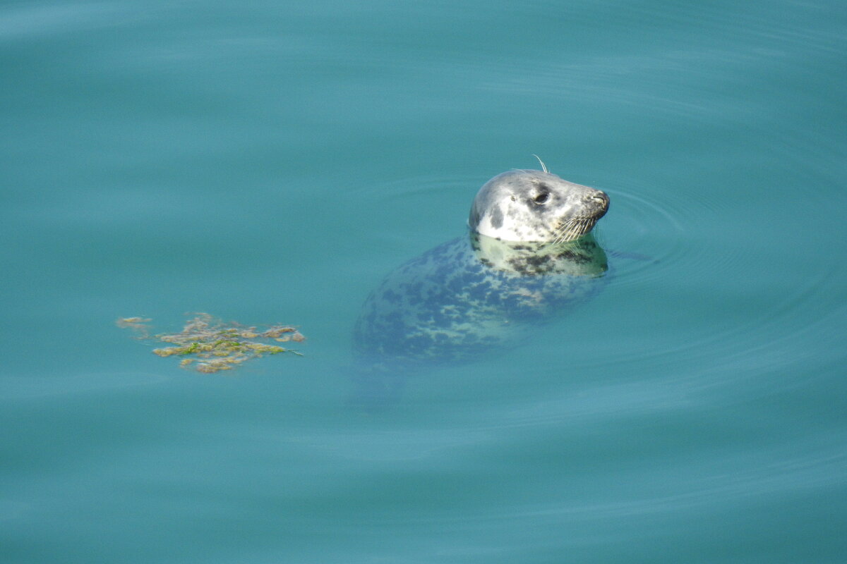 Тюлень - Natalia Harries Тюлень - Natalia Harries