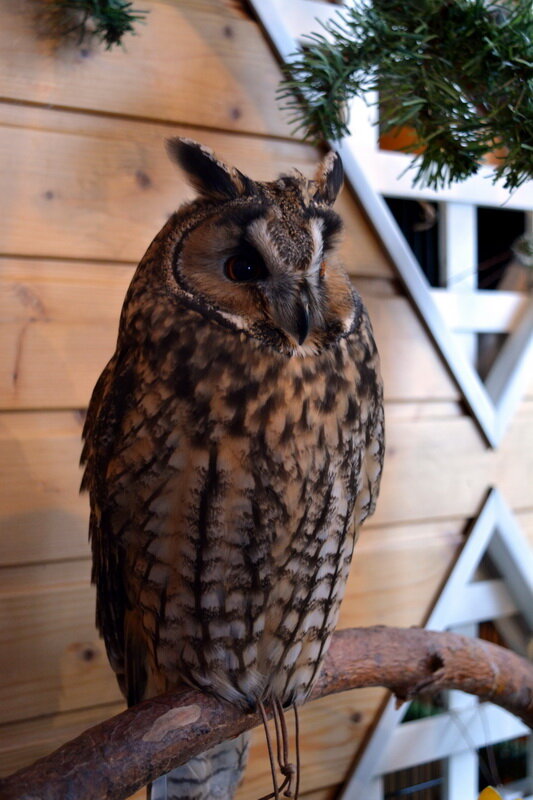 Ушастая сова - Николай Ушастая сова - Николай