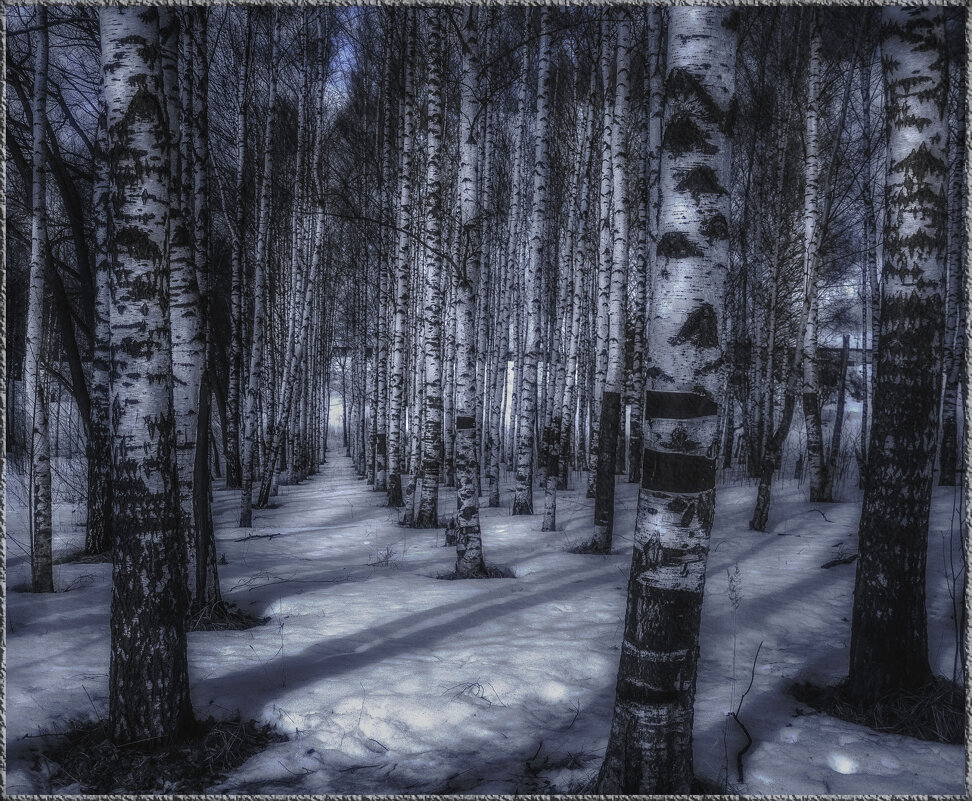 Берёзовая роща. - victor buzykin