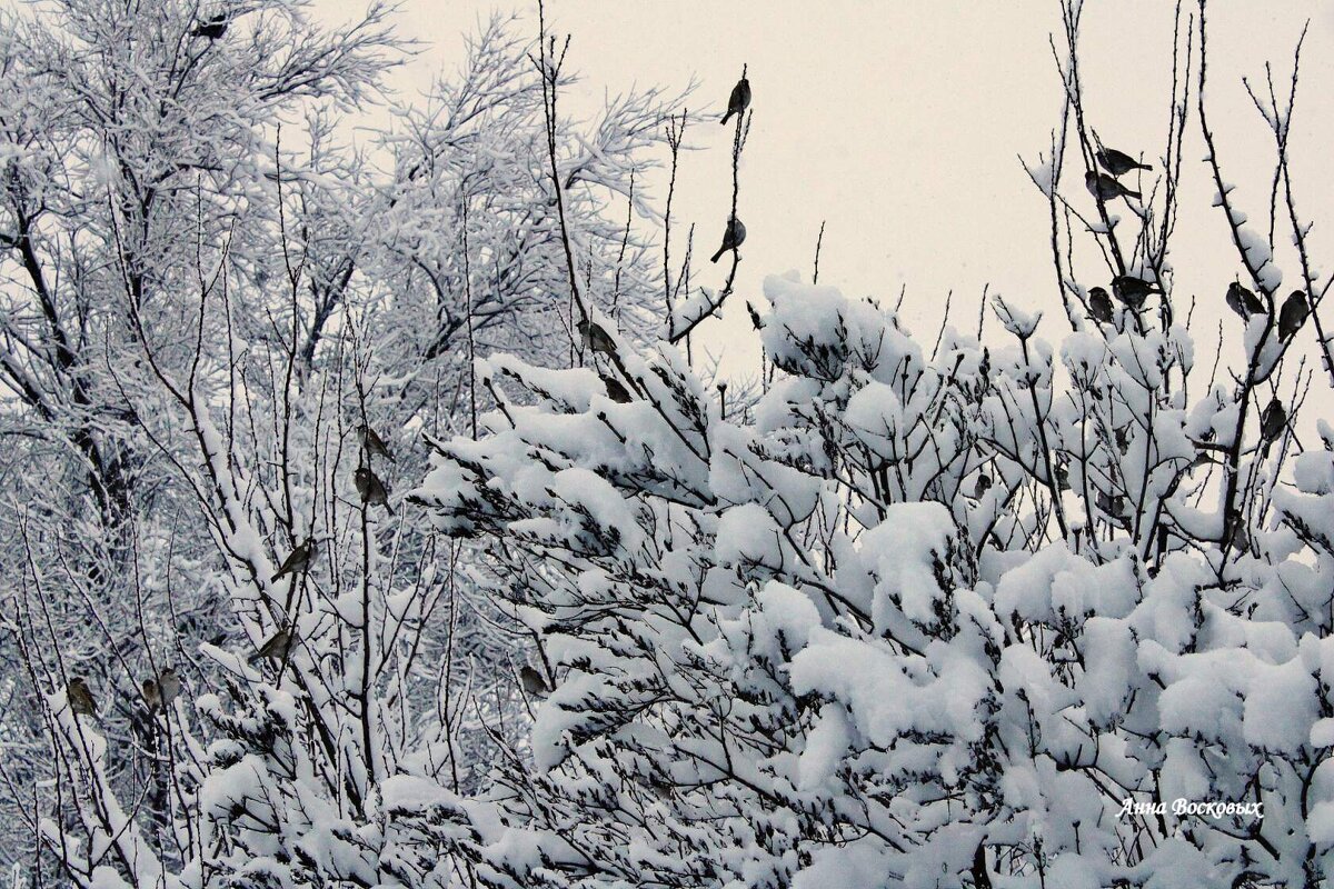 Зима красавица - Восковых Анна Васильевна 