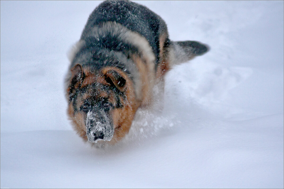 По снегу... - Сергей Величко По снегу... - Сергей Величко