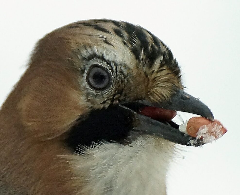 Сойка - bybyakovo Ми