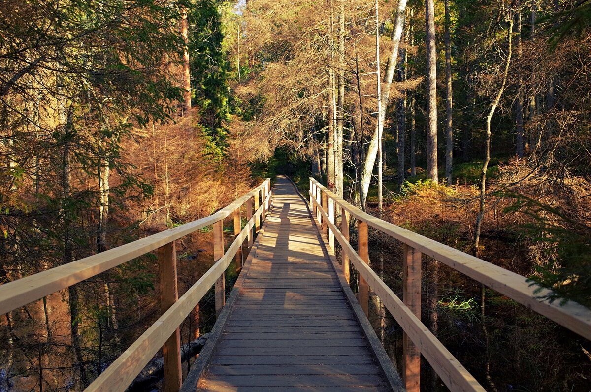 Национальный парк Tyresta Швеция - wea * Национальный парк Tyresta Швеция - wea *