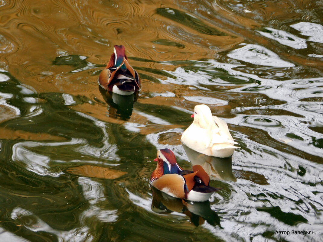Семья мандаринки. - Валерьян Запорожченко Семья мандаринки. - Валерьян Запорожченко