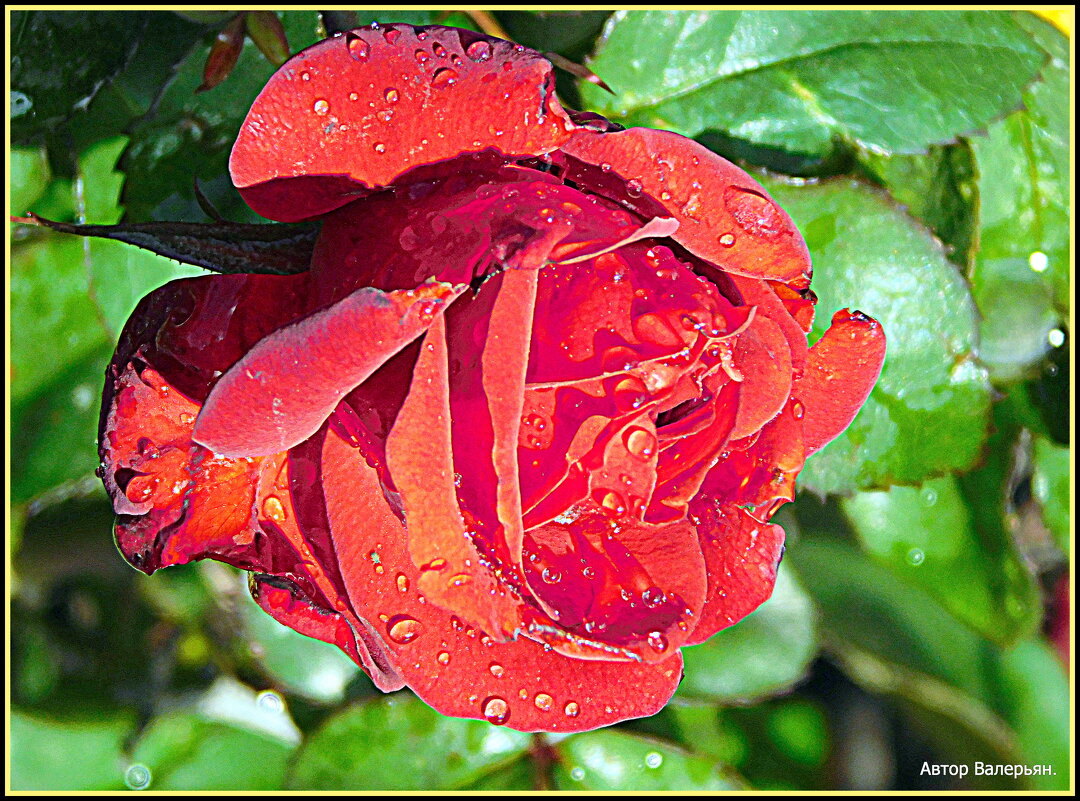 Роза алая. - Валерьян Запорожченко Роза алая. - Валерьян Запорожченко