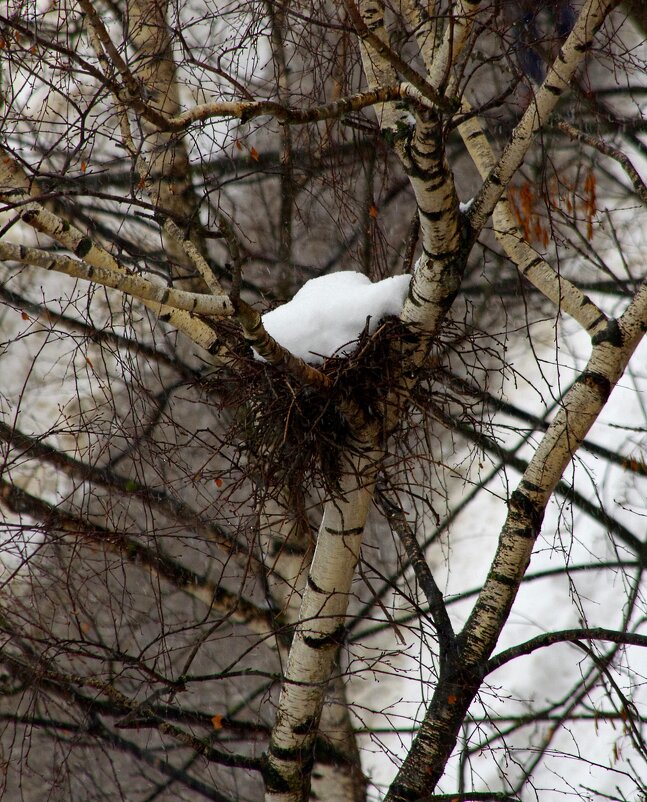 "Белая ворона"... - Юрий Куликов "Белая ворона"... - Юрий Куликов