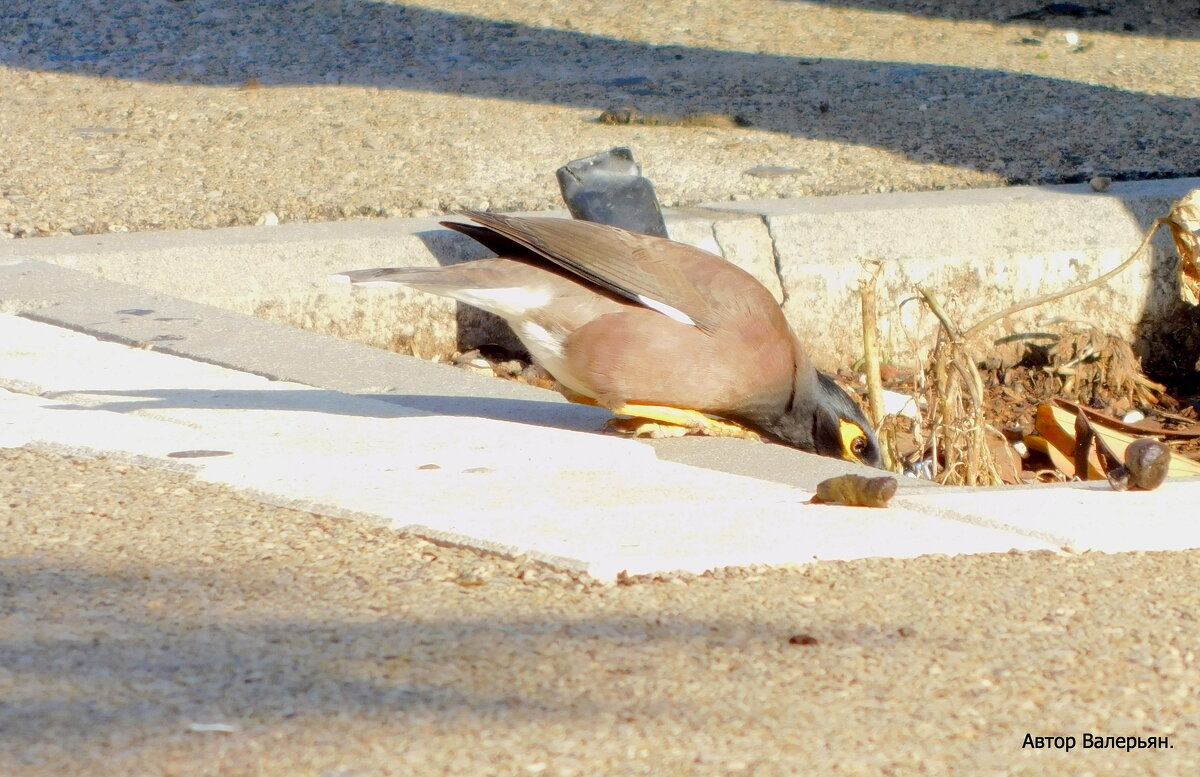 Скворец (майна) - Валерьян Запорожченко Скворец (майна) - Валерьян Запорожченко