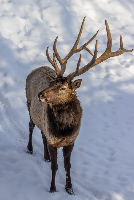"Олень..." - Сяргей Зайцаў (Lesavik) "Олень..." - Сяргей Зайцаў (Lesavik)