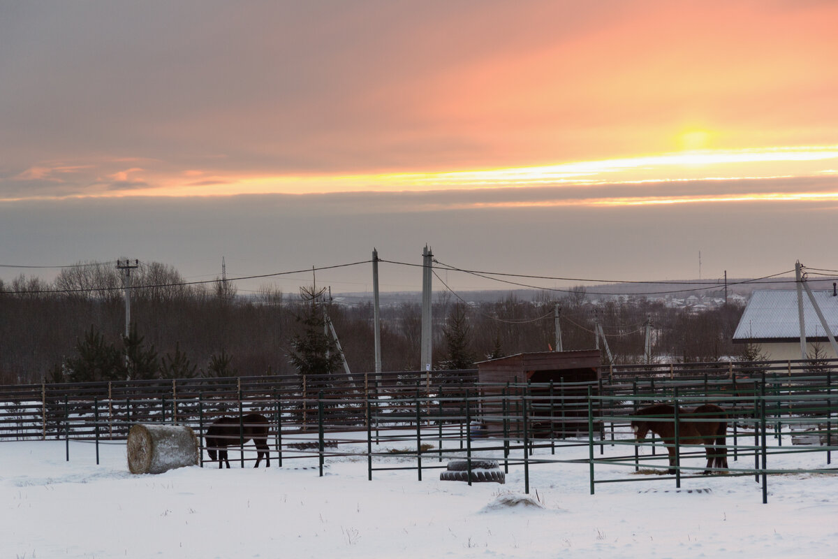 Зимний выгул на закате - Aнна Зарубина Зимний выгул на закате - Aнна Зарубина