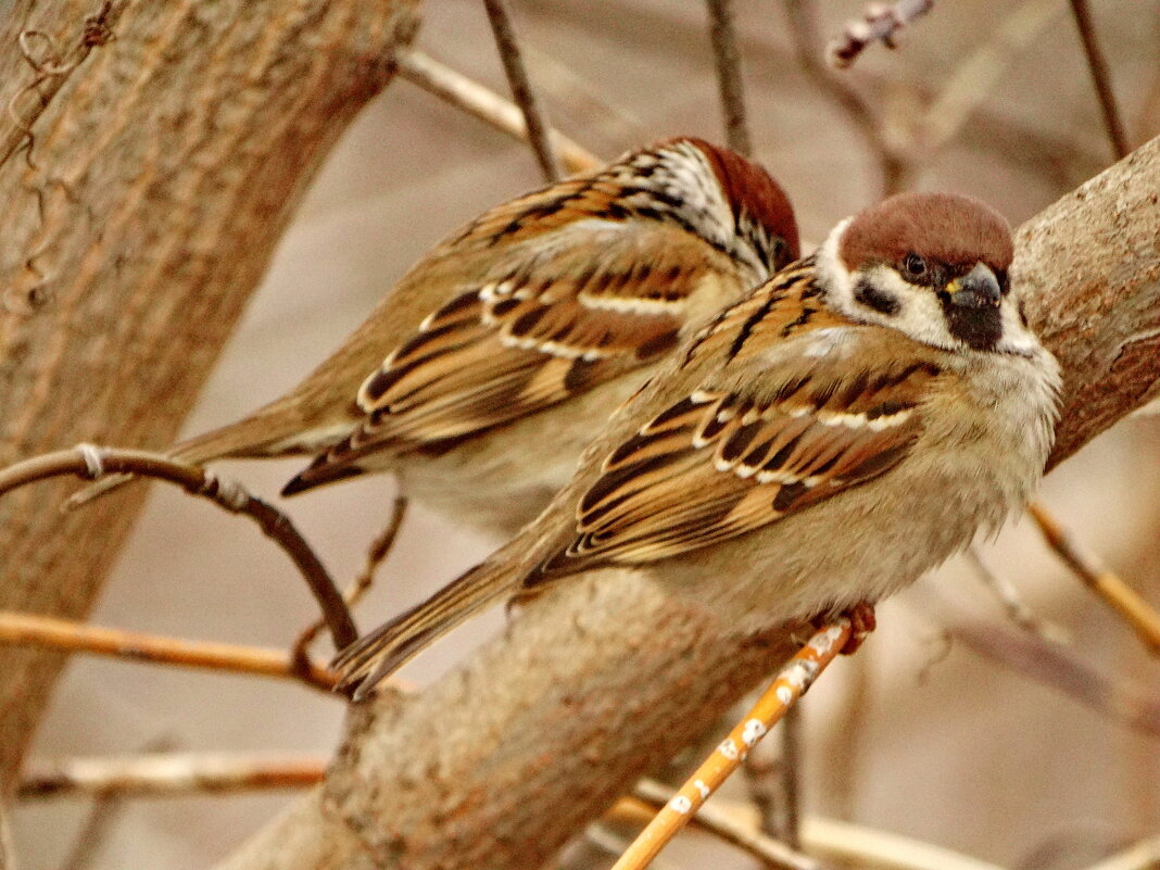 На ветке спорят о своем. - Ivan Vodonos На ветке спорят о своем. - Ivan Vodonos