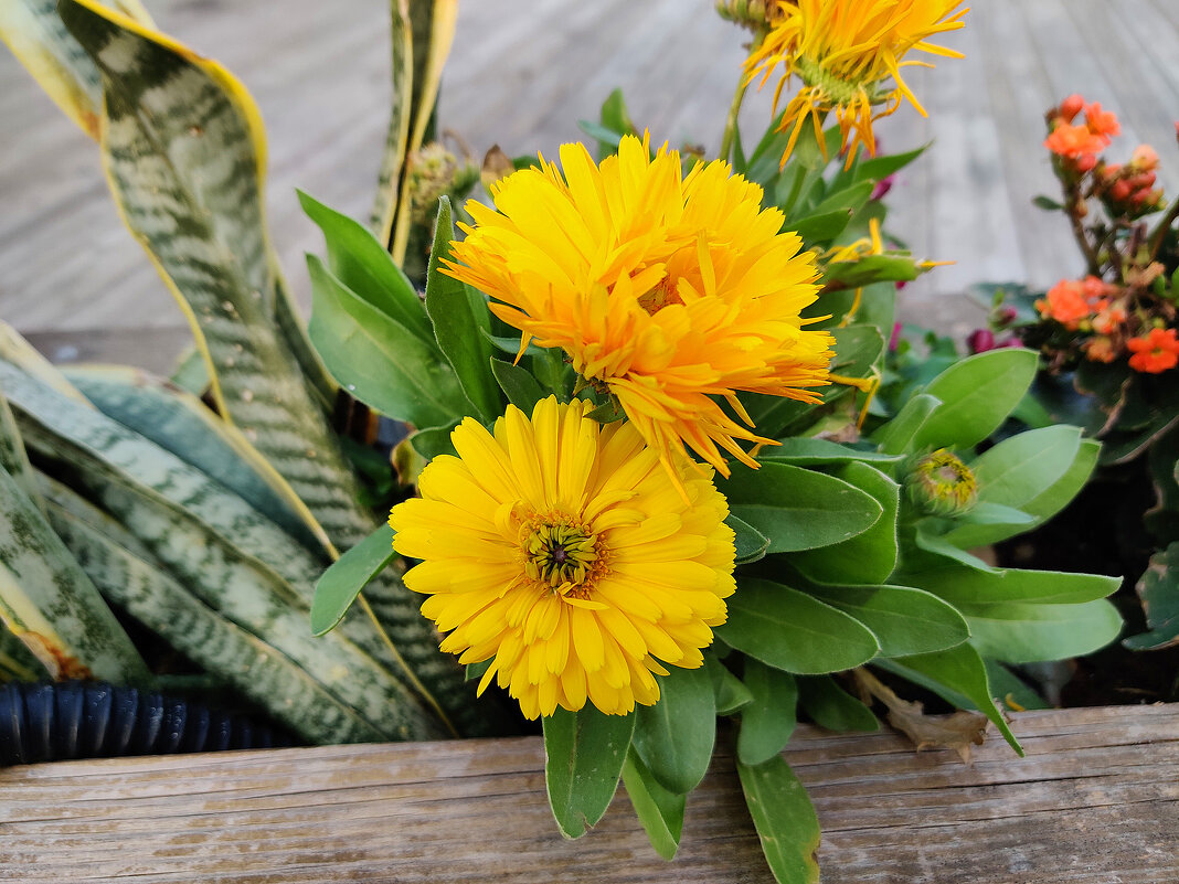 Махровые ноготки! - Светлана Хращевская Махровые ноготки! - Светлана Хращевская