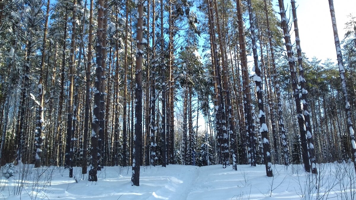 городской парк - Владимир 