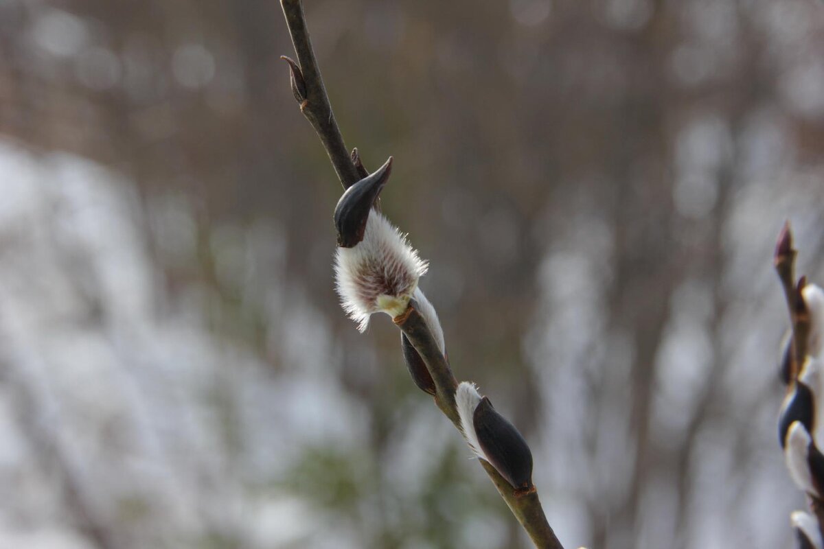Зимний. - OLGA 
