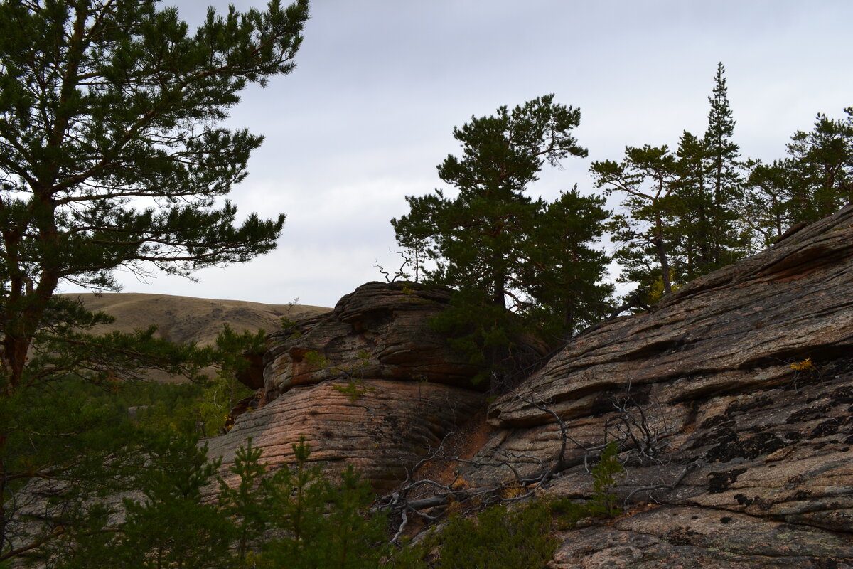 Горные сосны,на ветру. - Андрей Хлопонин Горные сосны,на ветру. - Андрей Хлопонин