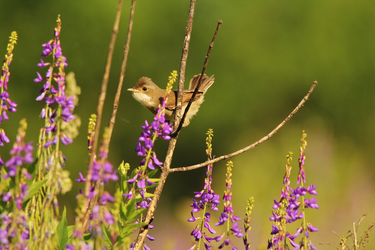 Камышовка садовая - Сергей Лычагин Камышовка садовая - Сергей Лычагин