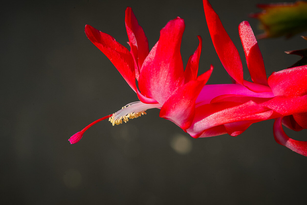 Мартист - Иван К