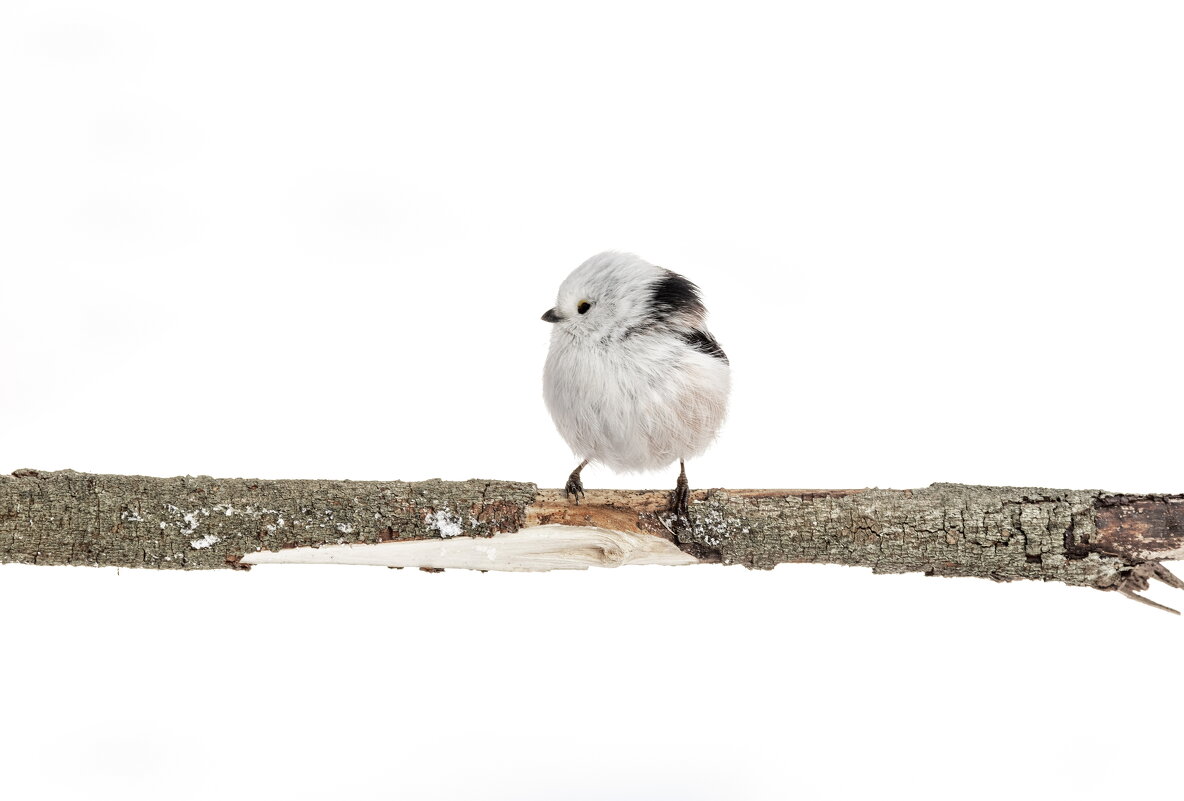 зима. птицы подмосковья. - юрий макаров