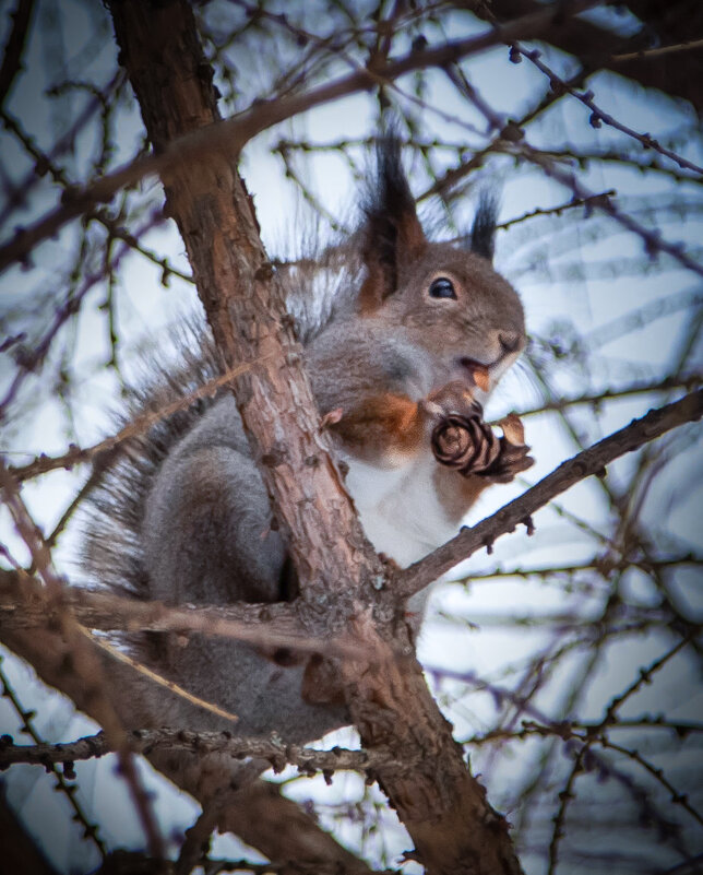 ... - Игорь ... - Игорь