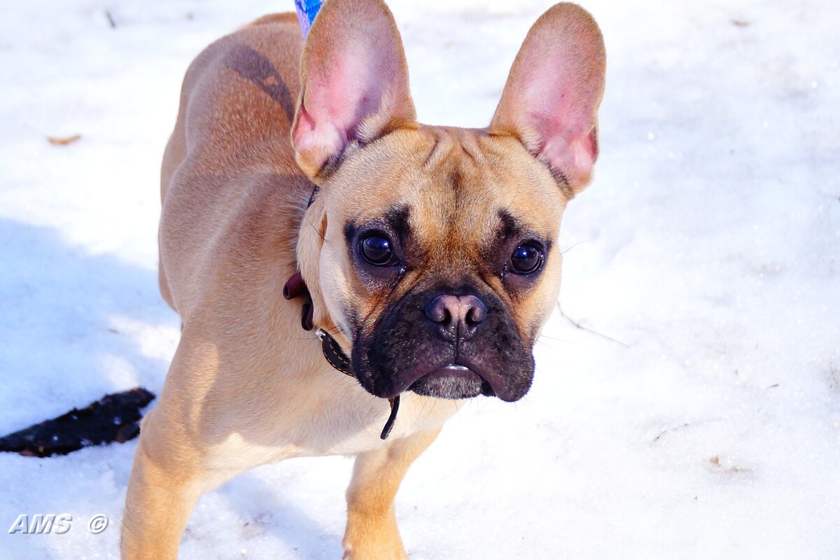 Любопытный - kolyeretka 