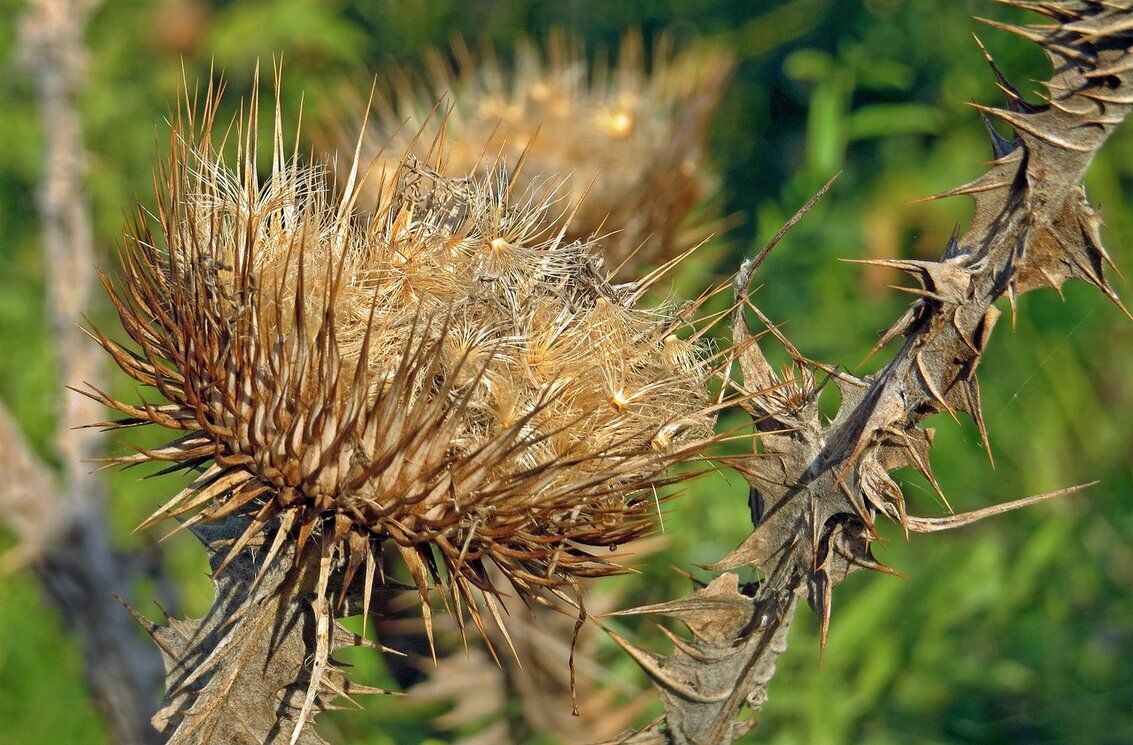 Колючки - Вера Щукина