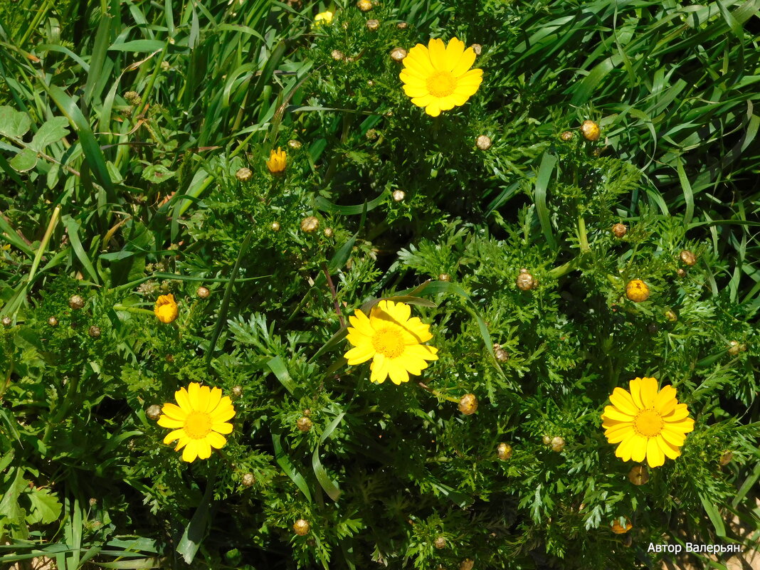 Дороникум. - Валерьян Запорожченко Дороникум. - Валерьян Запорожченко