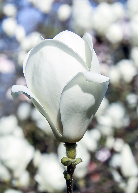 Невеста - Alexander Andronik Невеста - Alexander Andronik