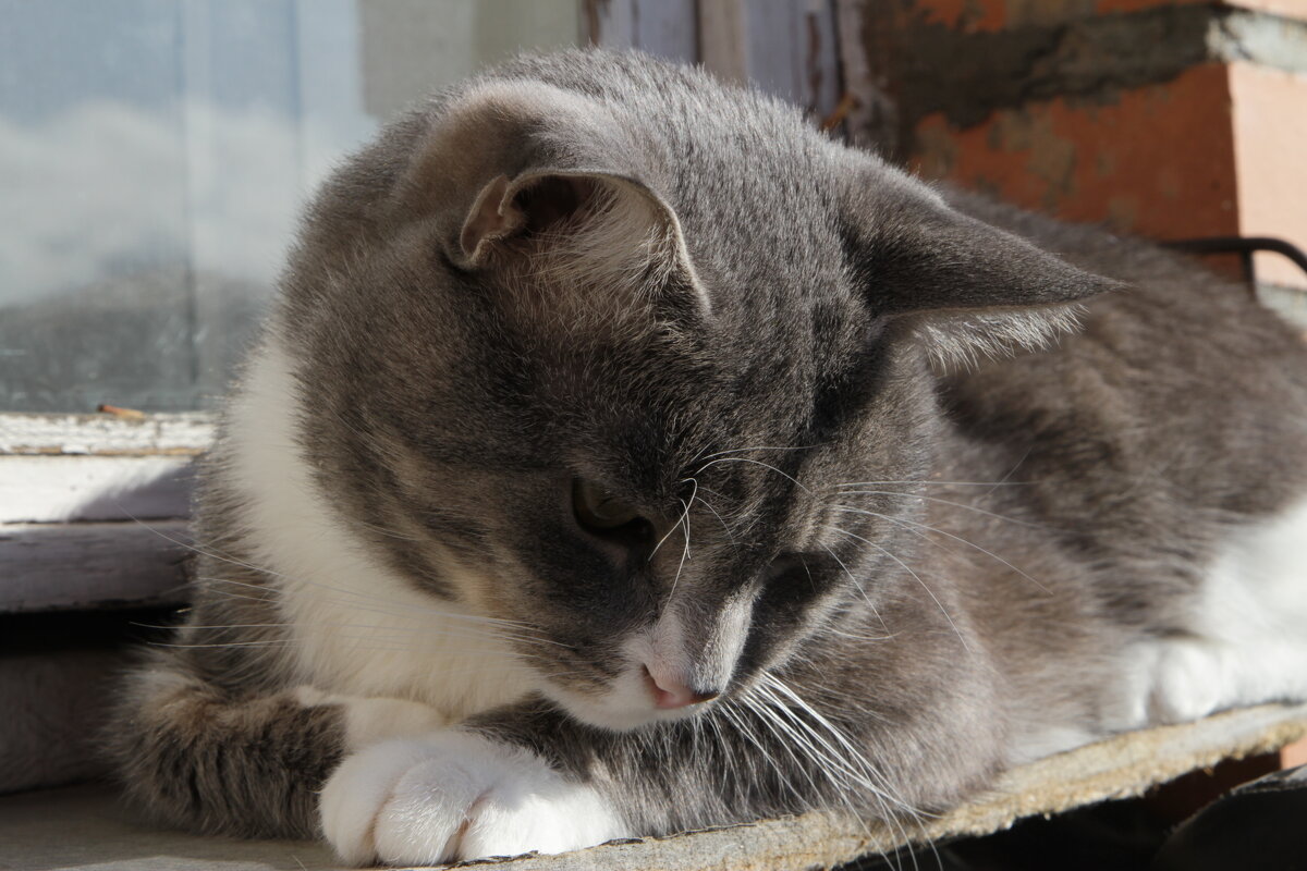 Мартовский котик - Cергей Кочнев Мартовский котик - Cергей Кочнев