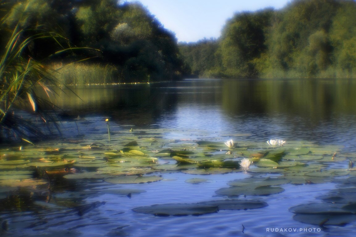 Утро с лилиями - Сергей Утро с лилиями - Сергей