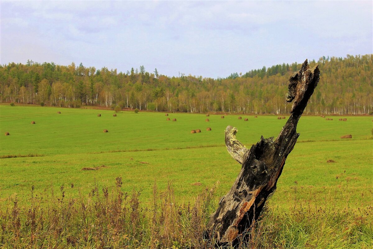 Покос - Сергей Чиняев 