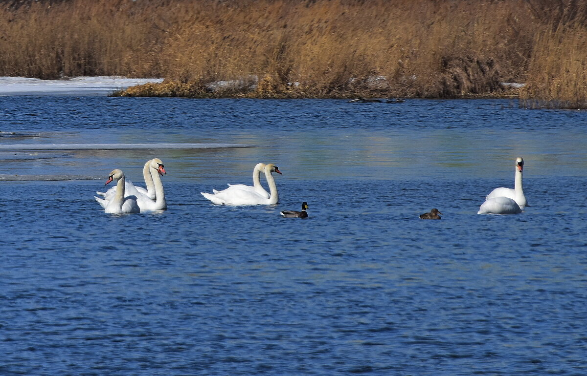 Весна и лебеди - TAD TAD