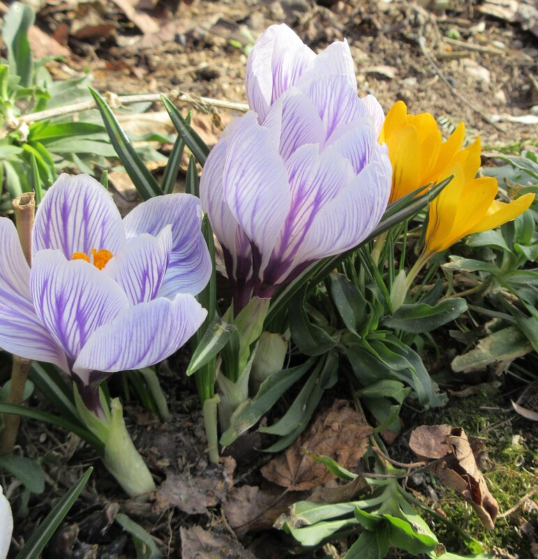 Крокусы - Натала *** Крокусы - Натала ***