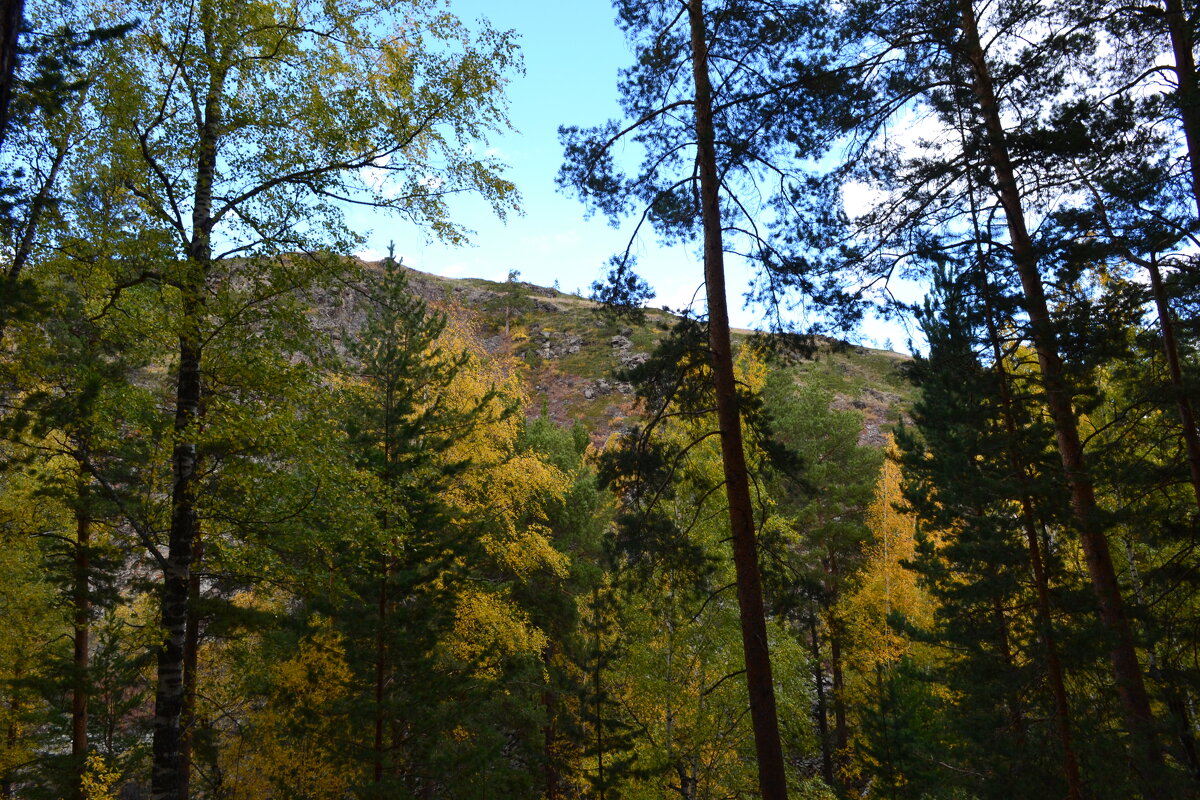 В горном лесу... - Георгиевич 