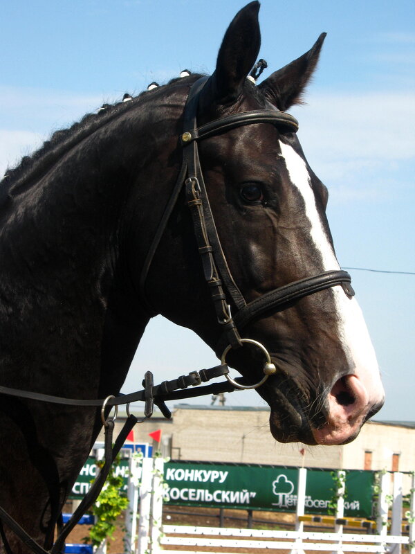 Хорошие лошади никогда не бывают плохой масти... - Tatiana Markova Хорошие лошади никогда не бывают плохой масти... - Tatiana Markova