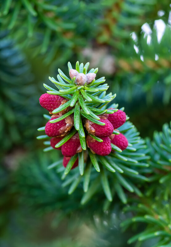 Ягода малина! - Александр Земляной Ягода малина! - Александр Земляной
