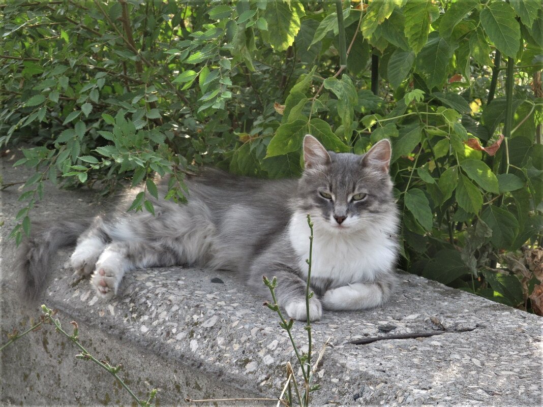 королева - Елена Шаламова