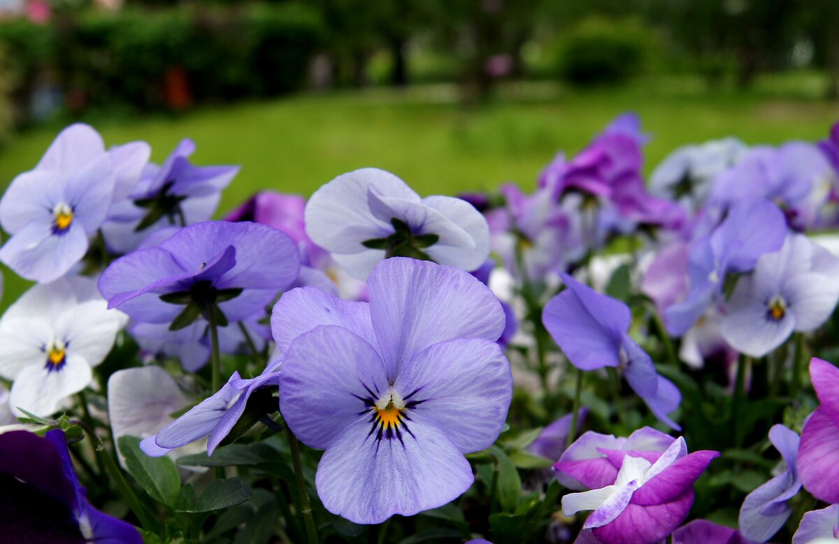 Сиреневенькие - Pippa Сиреневенькие - Pippa