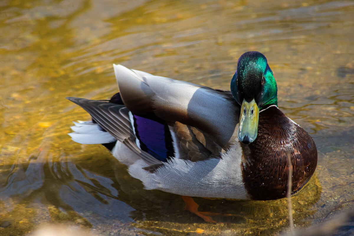 Селезень - уткин муж из Зеленой рощи, Екб :) - Гузель Sheva Селезень - уткин муж из Зеленой рощи, Екб :) - Гузель Sheva