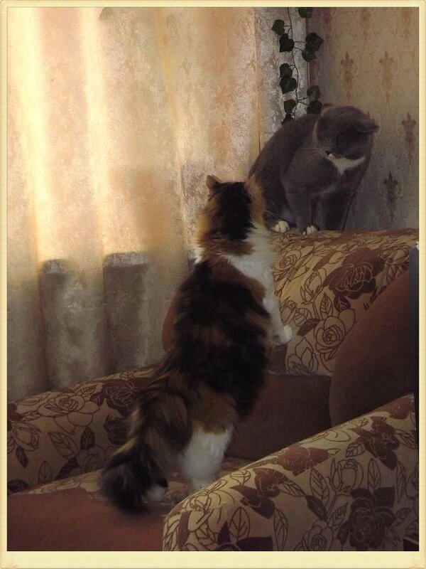 Ты кому это сказал:"Брысь!" - Нина Андронова