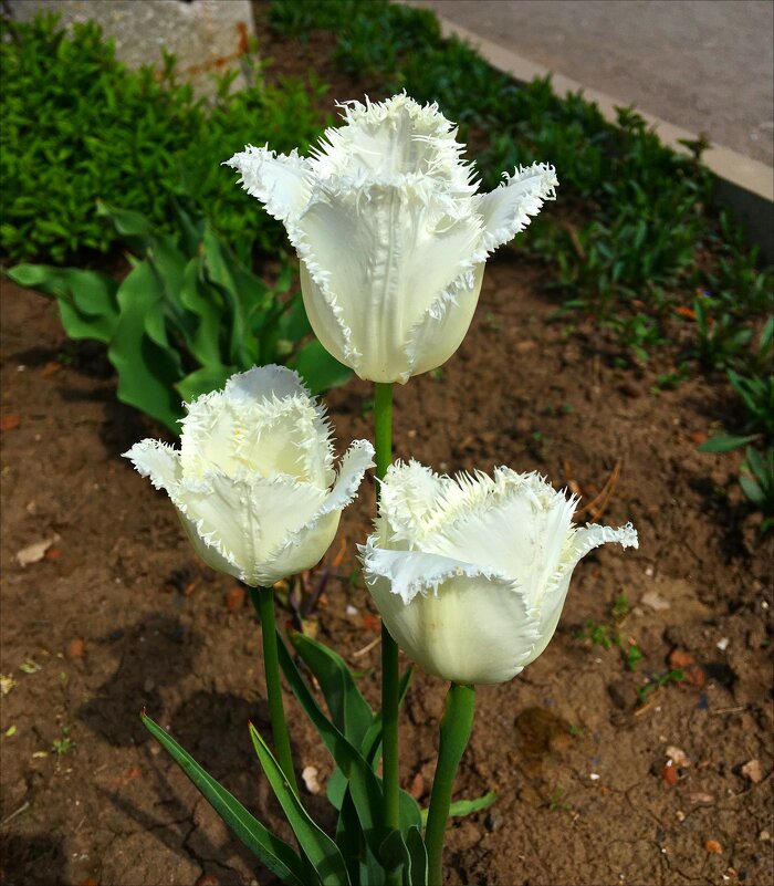 Махровые! - Надежда 