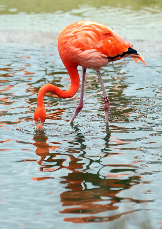 фламинго - Михаил Бибичков фламинго - Михаил Бибичков