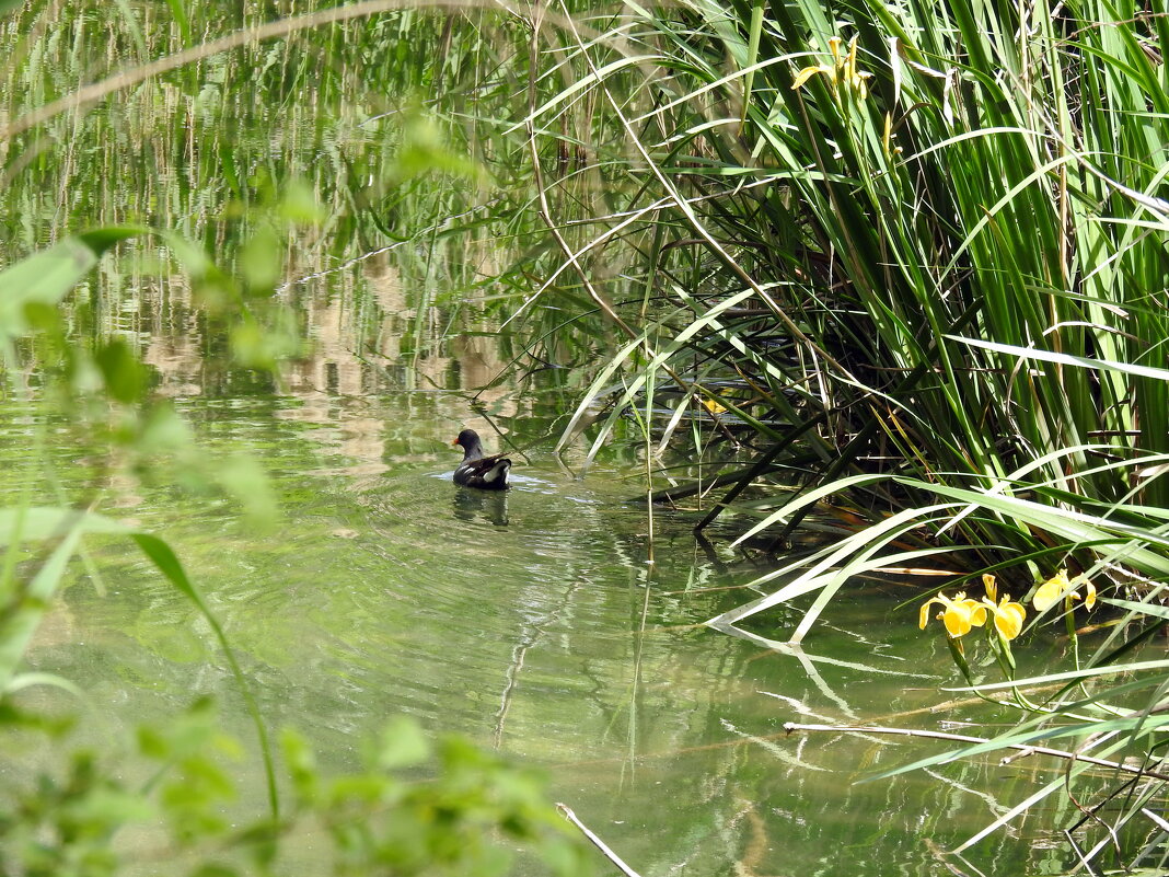 ...а берег тих и грустен без камышницы и только желтые ирисы тешат взор.. - Гала ...а берег тих и грустен без камышницы и только желтые ирисы тешат взор.. - Гала